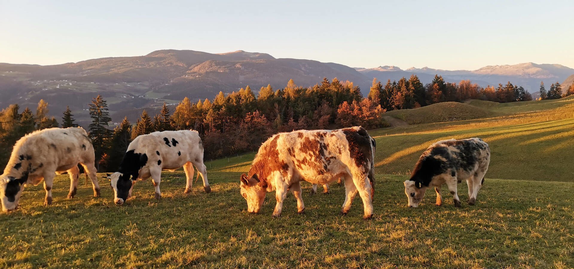 bauernhofurlaub-suedtirol