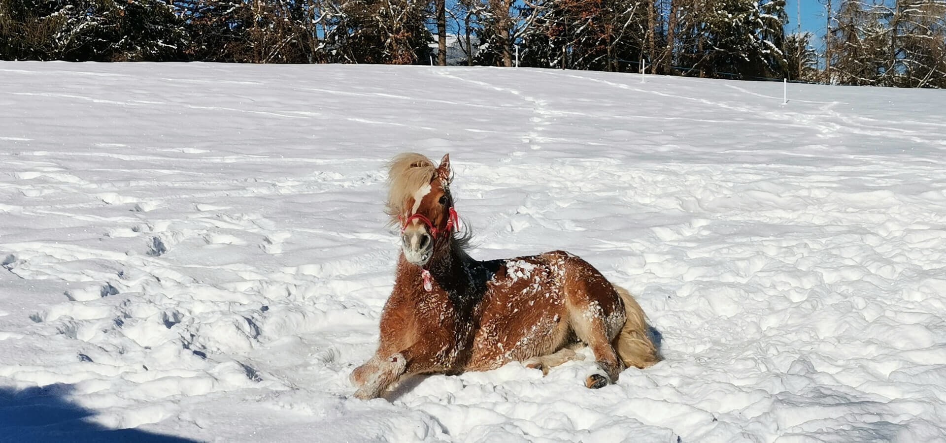 winterurlaub-auf-dem-bauernhof-seiser-alm-suedtirol